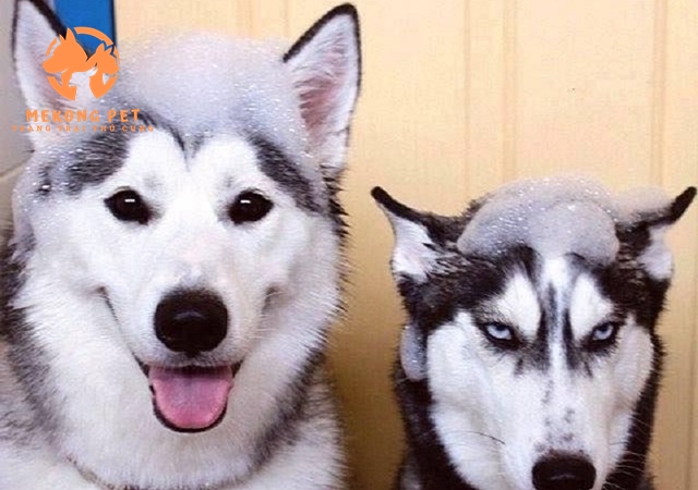Mua Bán Chó Alaska Thuần Chủng Tại Tphcm, Bình Dương, Đồng Nai, Vũng Tàu