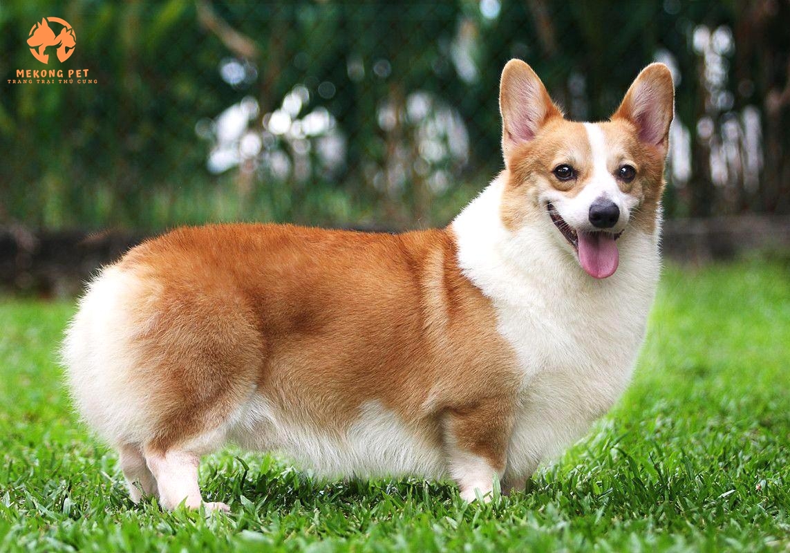 Mua Bán Chó Corgi Thuần Chủng Tại Tphcm,Bình Dương, Đồng Nai