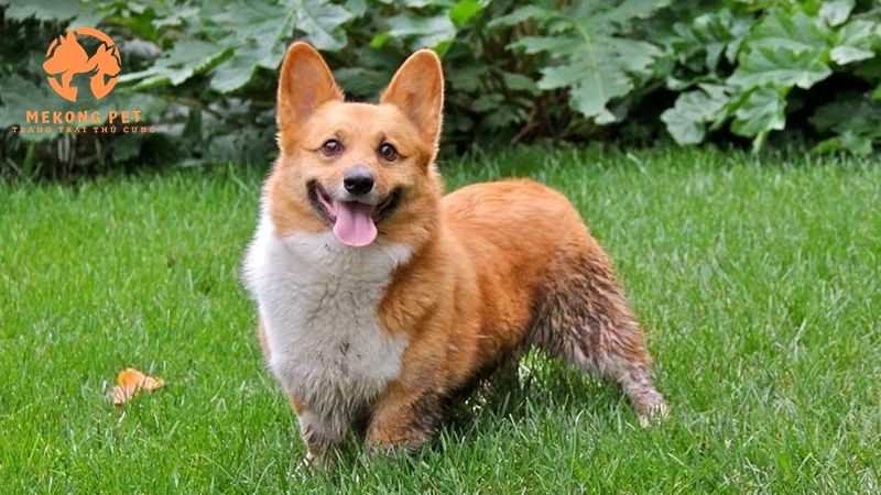 Mua Bán Chó Corgi Thuần Chủng Tại Tphcm,Bình Dương, Đồng Nai