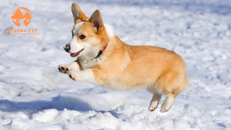 Mua Bán Chó Corgi Thuần Chủng Tại Tphcm,Bình Dương, Đồng Nai
