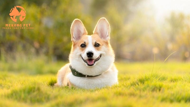 Mua Bán Chó Corgi Thuần Chủng Tại Tphcm,Bình Dương, Đồng Nai