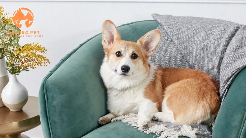 Mua Bán Chó Corgi Thuần Chủng Tại Tphcm,Bình Dương, Đồng Nai
