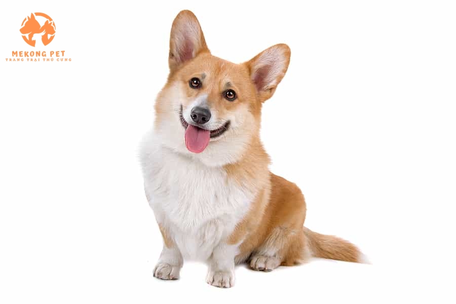 Mua Bán Chó Corgi Thuần Chủng Tại Tphcm,Bình Dương, Đồng Nai