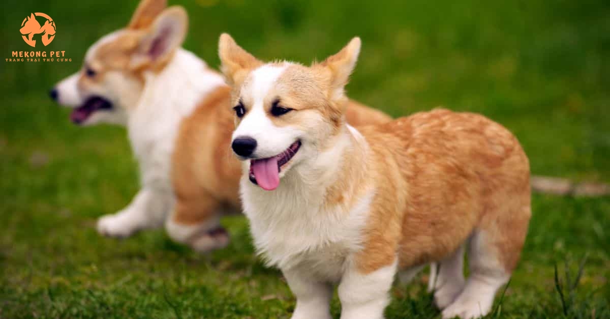 Mua Bán Chó Corgi Thuần Chủng Tại Tphcm,Bình Dương, Đồng Nai
