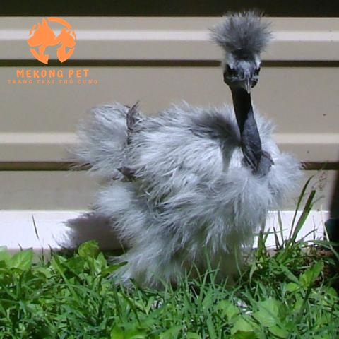 Mua bán giống gà cổ trọc Mongolia tphcm, Bình Dương, Đồng Nai, Vũng Tàu