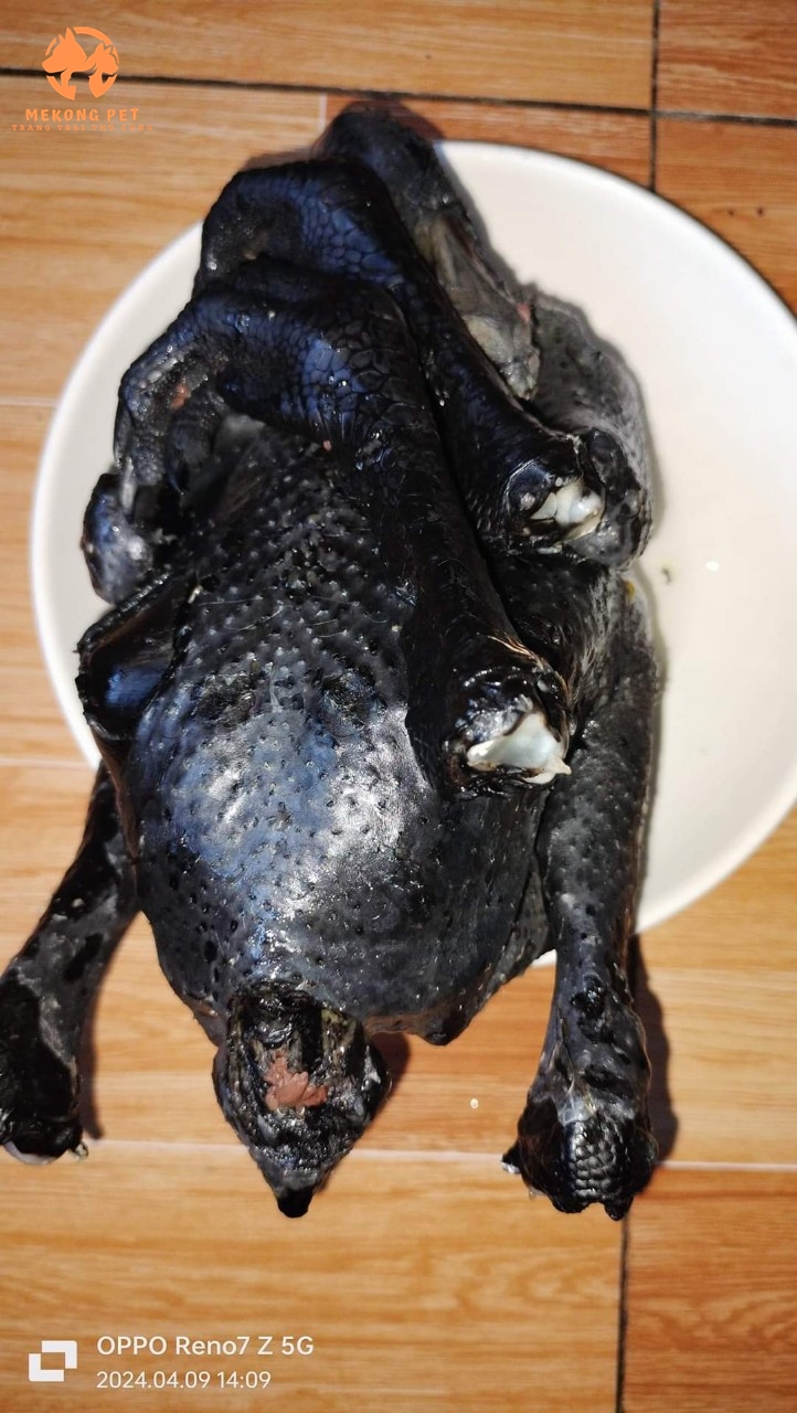 Gà cổ trọc mông cổ có thịt đen và xương đen vừa nuôi làm cảnh và vừa khai thác thịt vì giàu dinh dưỡng