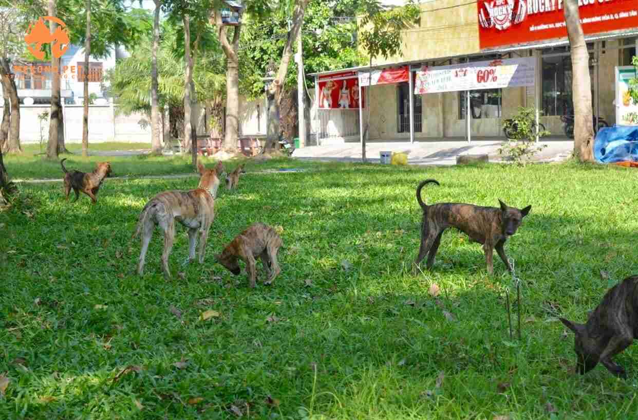 Chó Phú Quốc: Nguồn Gốc, Đặc Điểm, Cách Nuôi Và Bảng Giá Hiện Nay