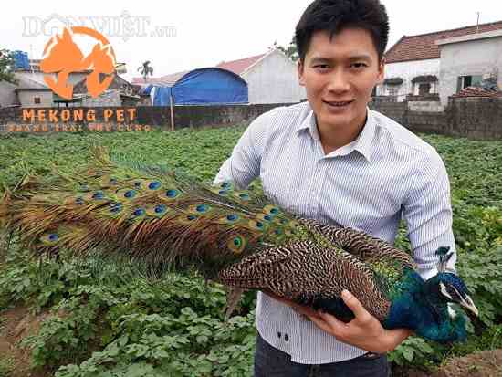 Thời điểm giao mùa, mưa nhiều là lúc chim công dể bị nhiểm lạnh và bệnh hô hấp. Mọi người chú ý che gió, sưởi đèn giữ chim luôn ấm áp