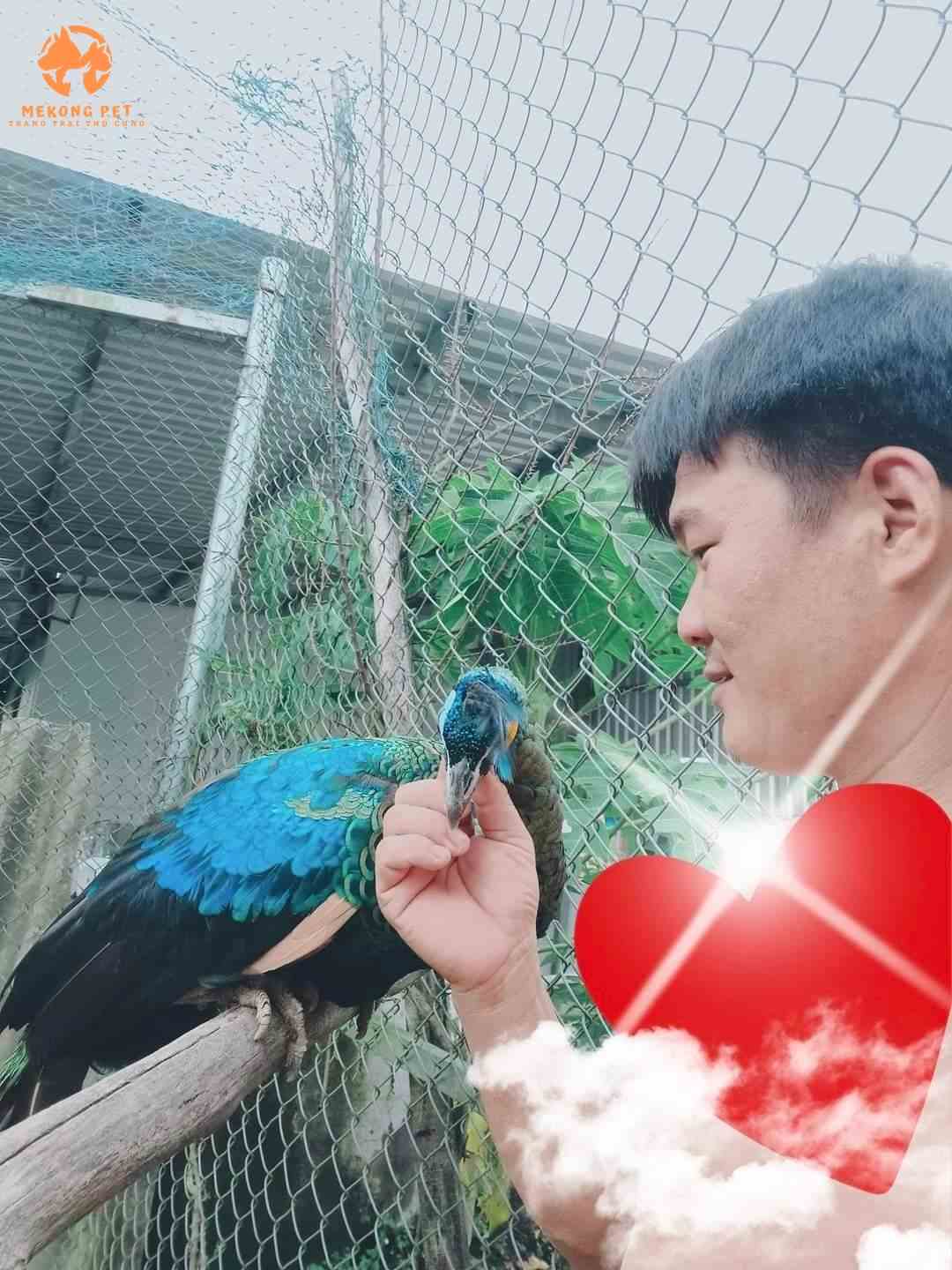 bệnh đường ruột ở chim công điều trị rất đơn giản