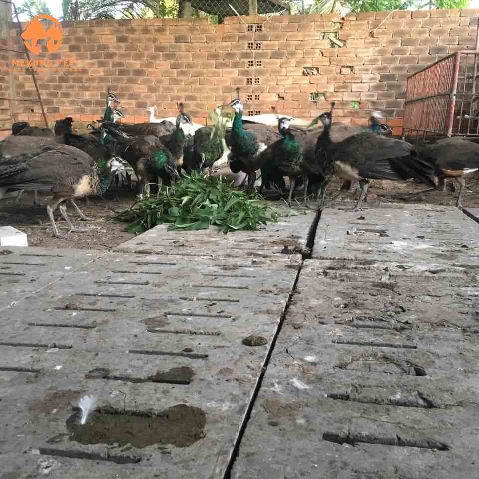 Cần sổ giun định kì theo lịch để đảm bảo chim công có sức khỏe tốt, tiêu hóa hết thức ăn, hấp thụ dinh dưỡng tối đa