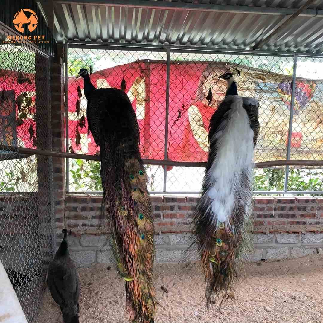 Phân Biệt Chim Công Trống Và Chim Công Mái Như Thế Nào?