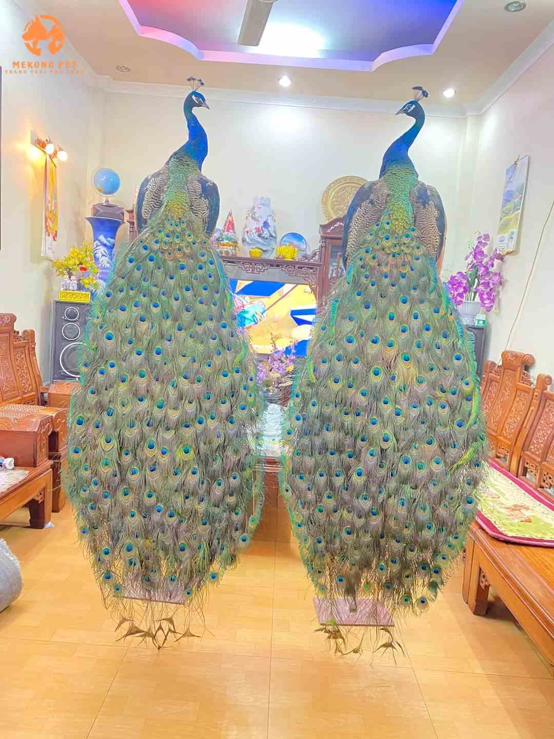 bộ lông đặc sắc gây chú ý của chim công
