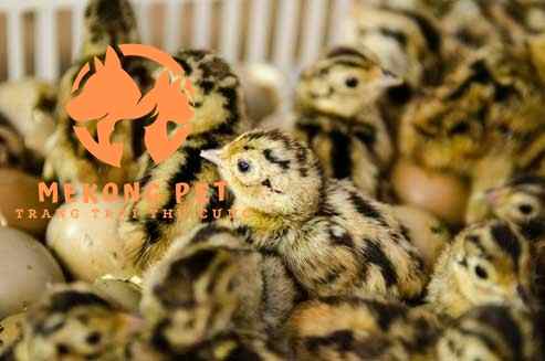Kỹ Thuật Nhân Đàn Chim Trĩ Hiệu Suất Cao