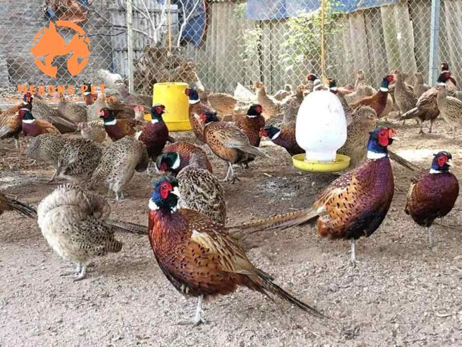 Chọn chim trĩ giống là điều quan trọng quyết định 80% của việc chăn nuôi thành công