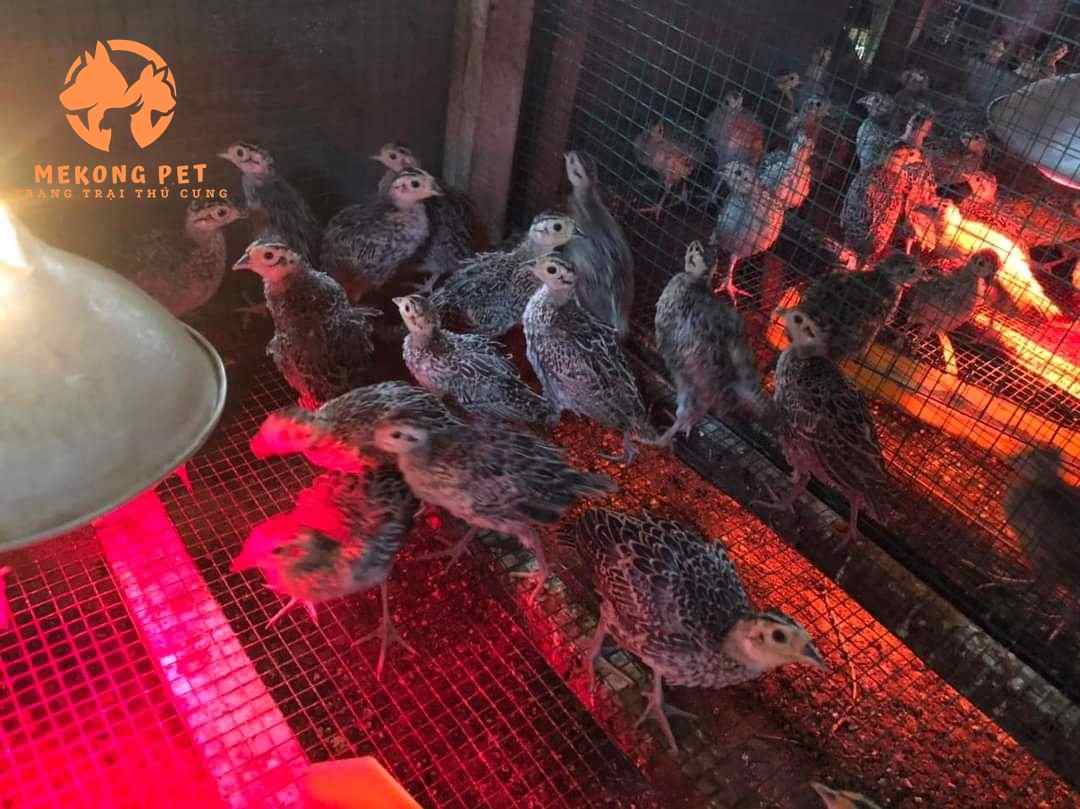 Chim trĩ con cần được che chắn cẩn thận để giữ nhiệt độ ổn định