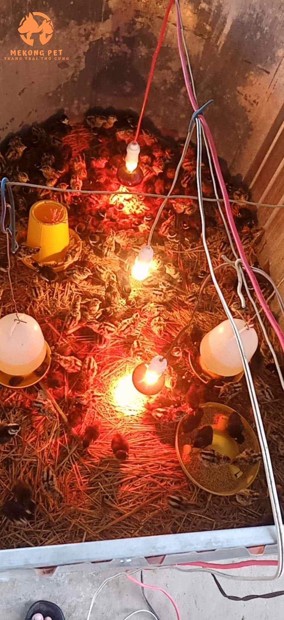 lồng úm chim trĩ con