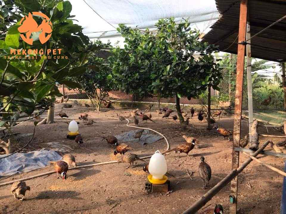 diện tích rộng, cao ráo, là địa điểm lý tưởng để nuôi chim trĩ
