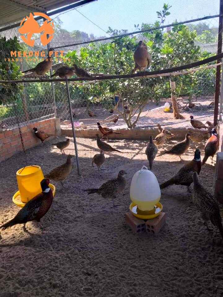 Chuồng làm nên có ánh nắng chiếu vào để chim trĩ có thể tắm nắng