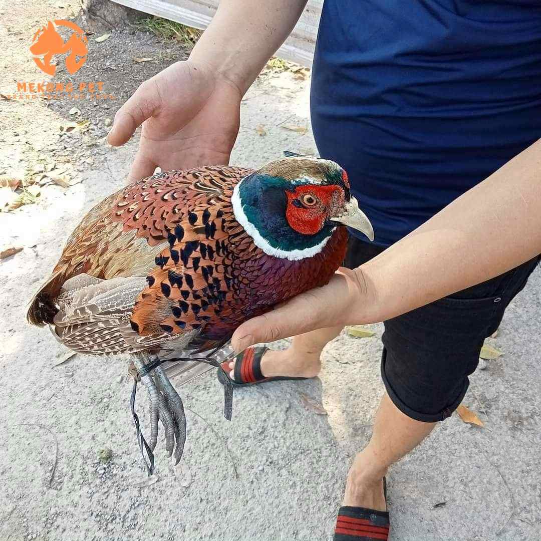 Chim trĩ trưởng thành chăm sóc rất dể, nuôi như nuôi gà thôi