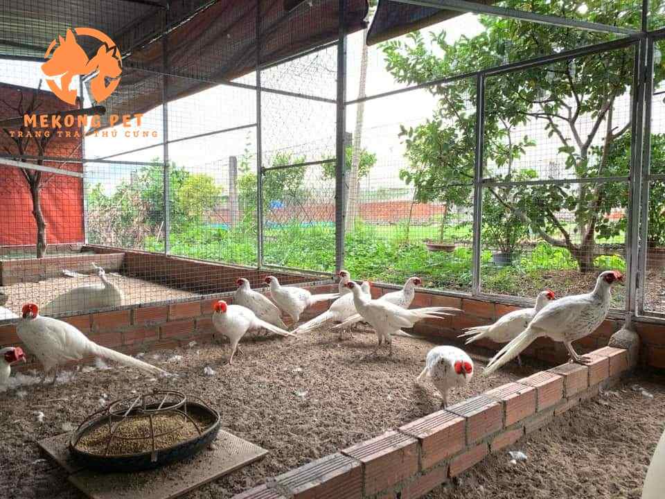 Chuồng nuôi chim trĩ bạch, loại chim này là chim quý có giá trị cao làm cảnh