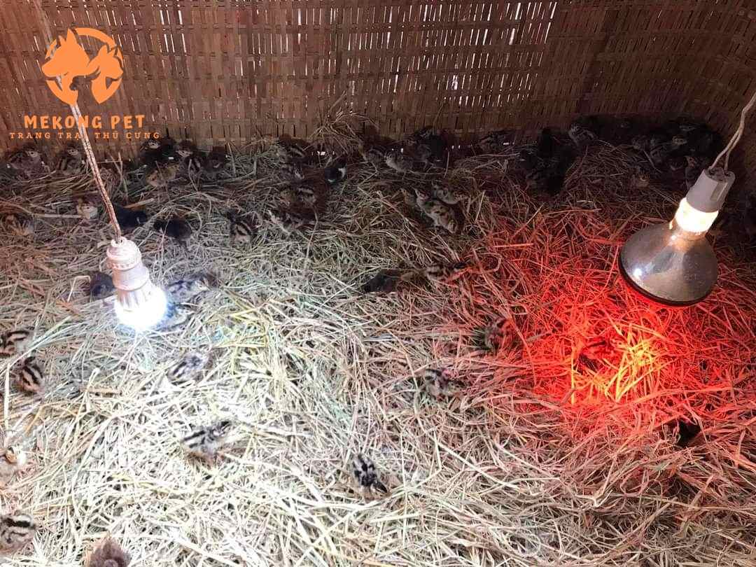 Chuồng úm luôn đảm bảo có đèn sưởi, kín gió, lót rơm hoặc trấu để giữ ấm cho chim trĩ con