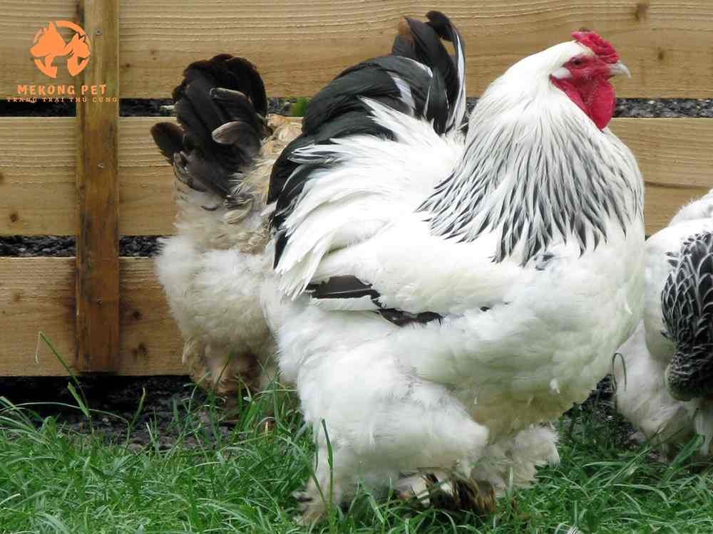 Gà kỳ lân brahma màu chuối tuyết