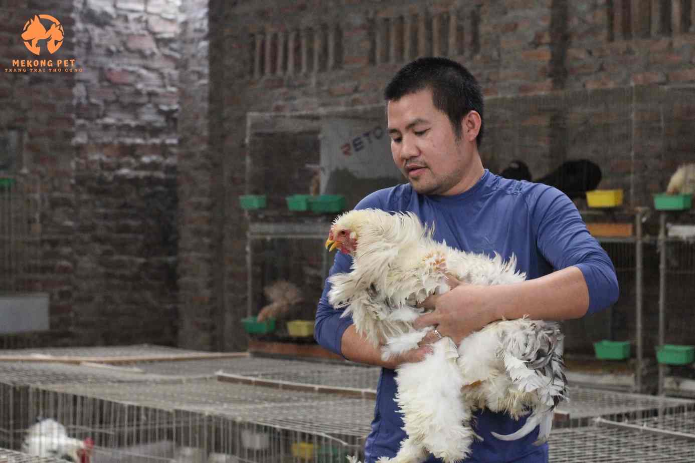 Chăm sóc, giữ lông gà kỳ lân brahma khô ráo để phòng bệnh tốt