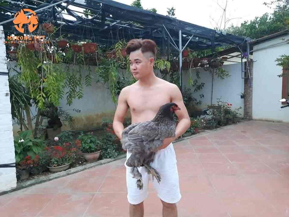Màu xám khỏi của gà kỳ lân khổng lồ brahma