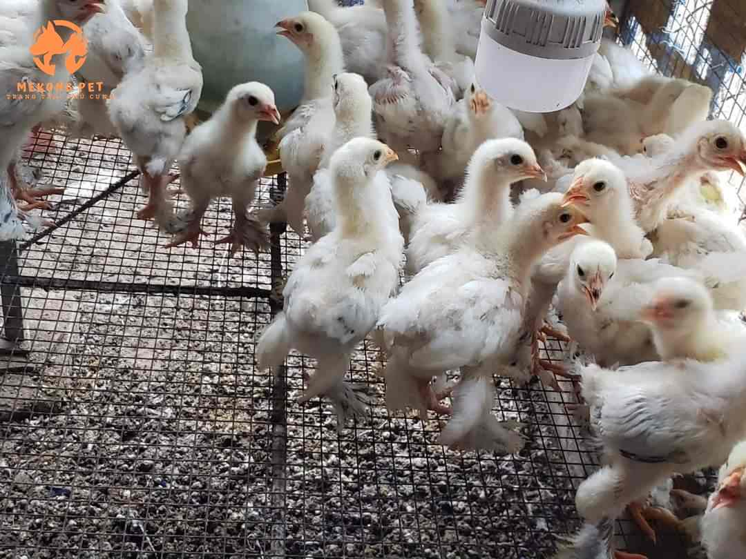 Chuồng trại thoáng mát sạch sẽ là yếu tố quan trọng hằng đầu của việc nuôi gà kỳ lân brahma con