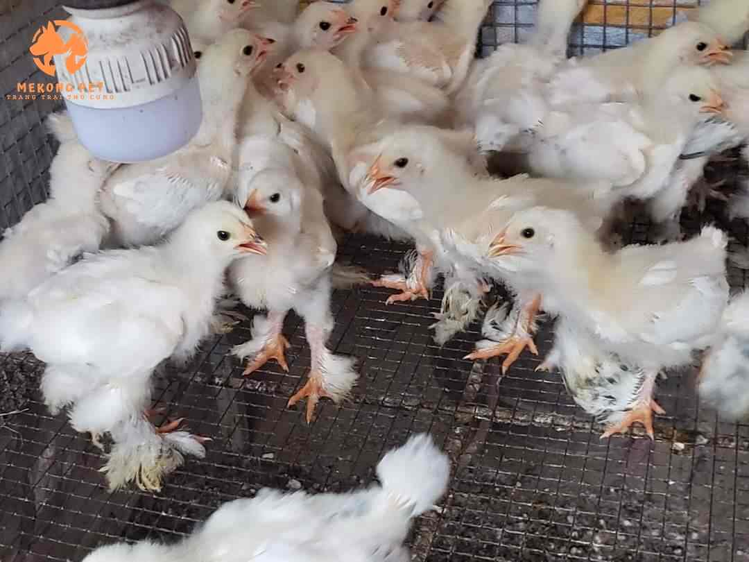 Gà Kỳ Lân con chuối tuyết được nhiều người chọn nuôi
