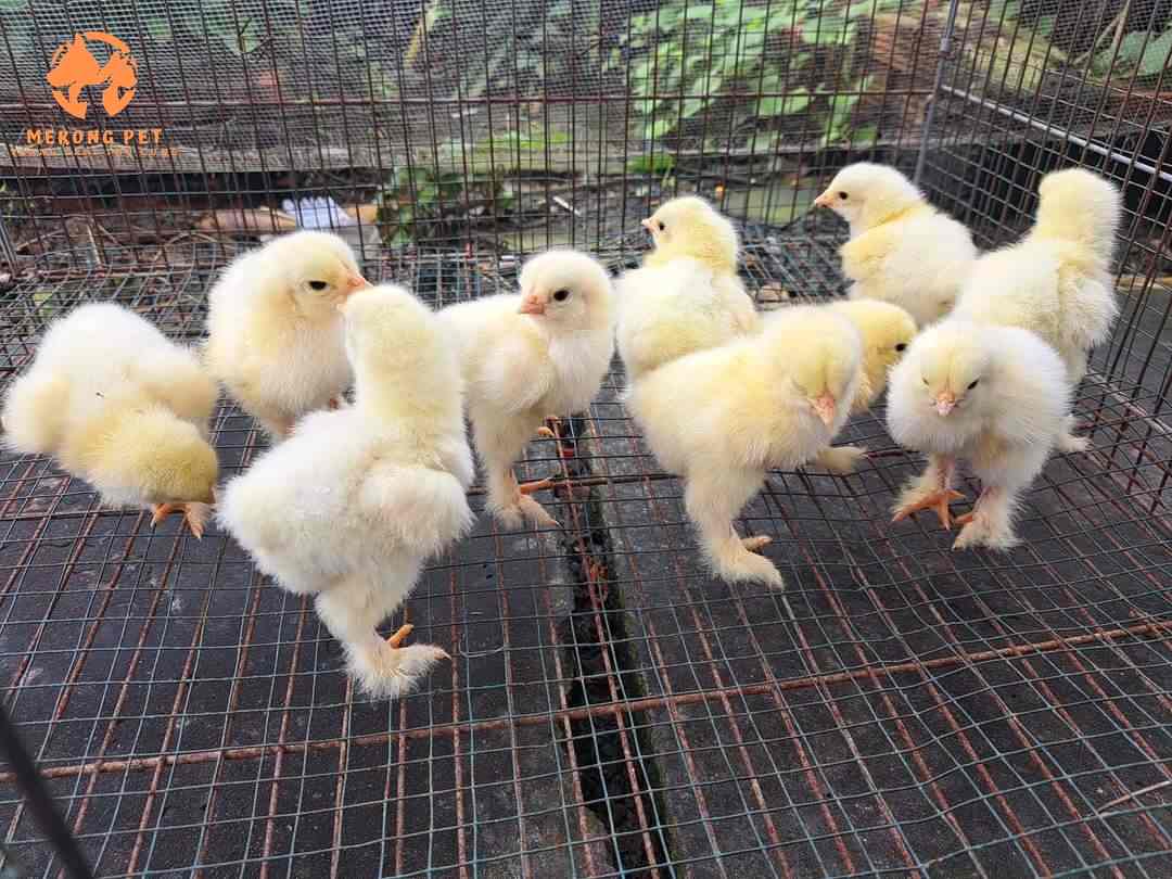 Các Bệnh Thường Gặp Ở Giống Gà Kỳ Lân Khổng Lồ Brahma Và Cách Điều Trị