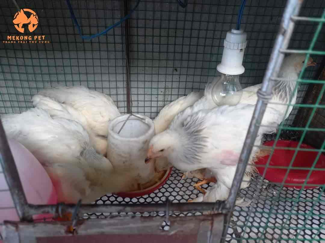 Cho gà  kỳ lân brahma tắm nắng, tắm nước để lông mượt mà hơn