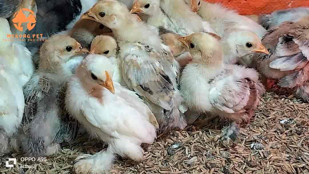 Chăm sóc gà kỳ lân con brahma đúng kĩ thuật sẽ giúp quá trình chăn nuôi mang lại hiệu quả cao