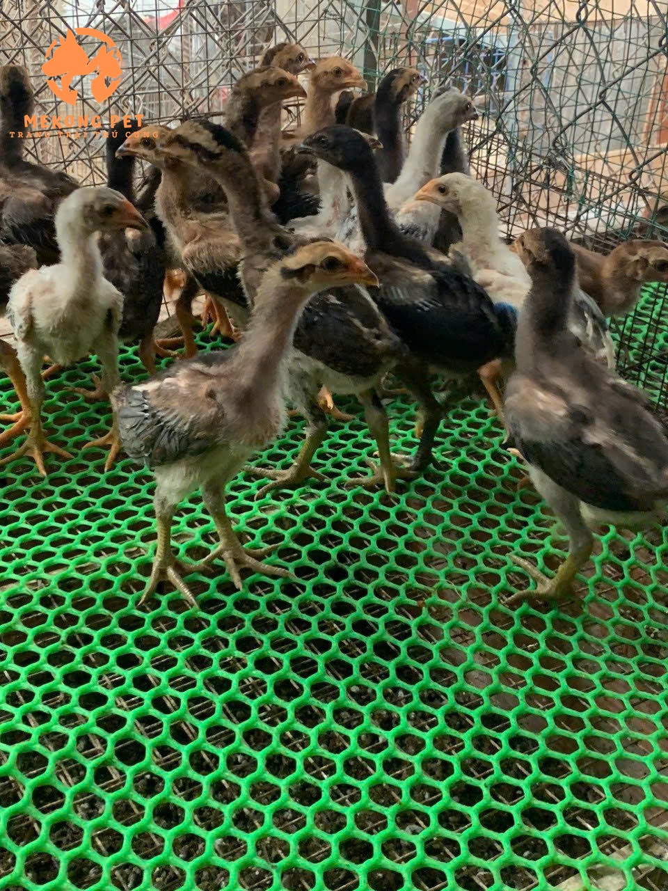Hướng Dẫn Xử Lí Chống Cắn Mổ Ở Gà Chọi Và Chim Trĩ Giống, Chim Trĩ 7 Màu
