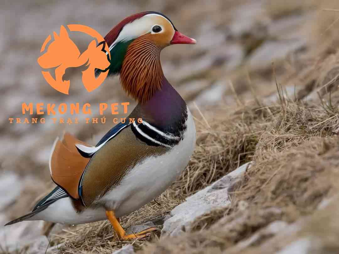 Vịt Uyên Ương Có Bay Được Không?