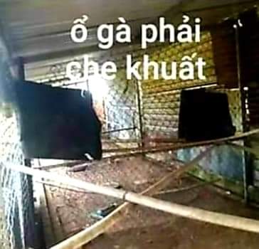 Ổ đẻ gà chọi phải được che khuất để xa khỏi tầm mắt