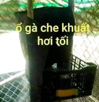 Ổ gà chọi cần che kín, có bóng tối để gà yên tâm ấp