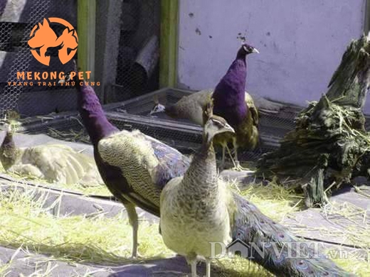 Các Loại Chim Công Phổ Biến Được Nuôi Và Chơi Tại Thị Trường Việt Nam