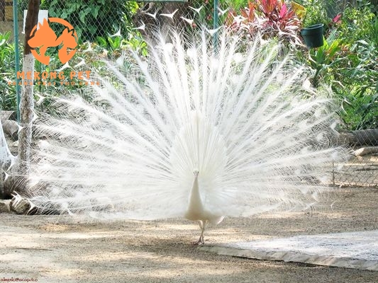 Chim công trắng với bộ lông rực rỡ, thu hút được mọi du khách qua ấn tượng đầu tiên với màu trắng tinh khôi