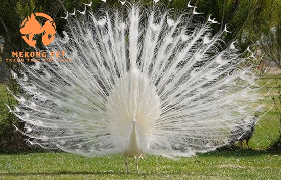 Chim công trắng mang ve đẹp quý tộc, sang trọng