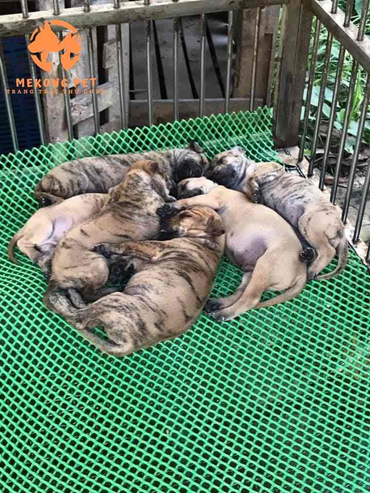 Hướng Dẫn Điều Trị Chó Phú Quốc Bị Viêm Đường Ruột, Tiêu Chảy Thông Thường