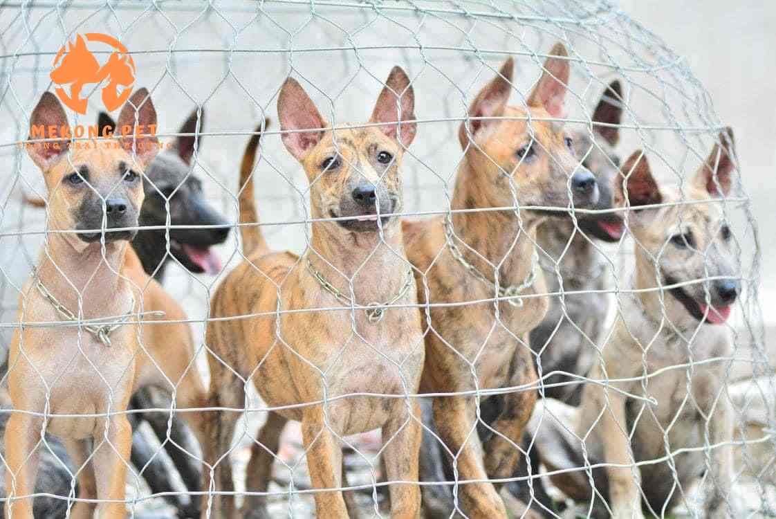 Những Khó Khăn Và Lưu Ý Khi Chọn Nuôi Chó Phú Quốc Khởi Nghiệp