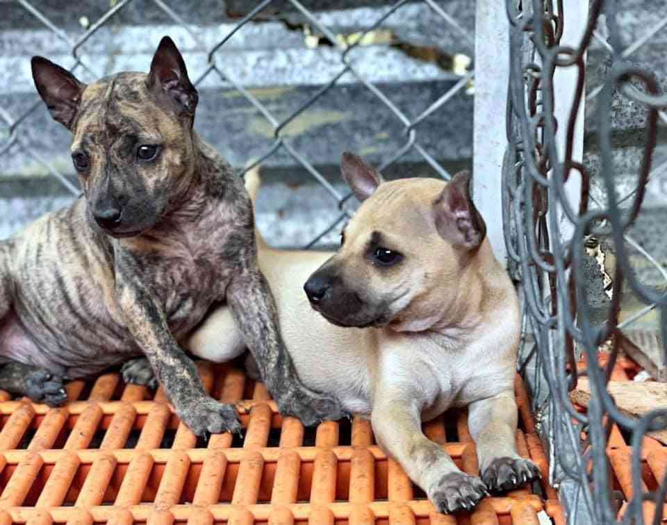 Chó Phú Quốc Con: Giá Bán, Cách Chăm Sóc, Nơi Bán