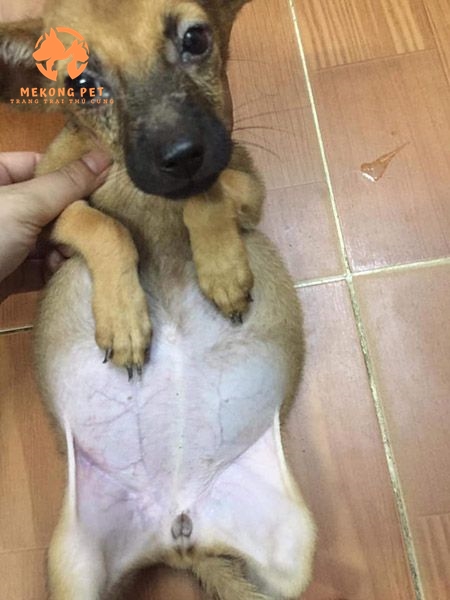 chó phú quốc bị báng bụng