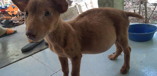 Chó phú quốc con bị báng bụng