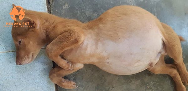 Hướng Dẫn Điều Trị Chó Phú Quốc Bị Báng Bụng