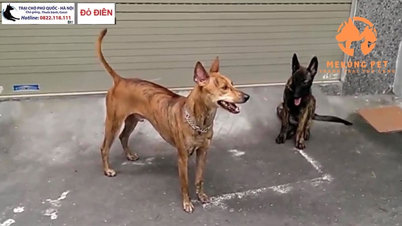 chó phú quốc đẹp đỏ điên
