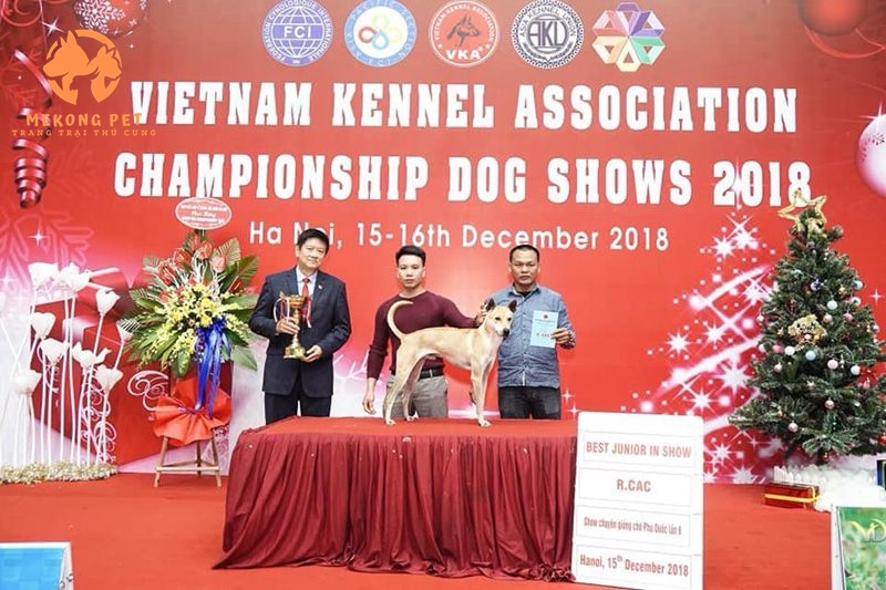 chó phú quốc đẹp Tìdo