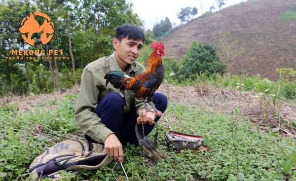 Bí Mật Bẫy Gà Rừng Vào Tháng Ấy?