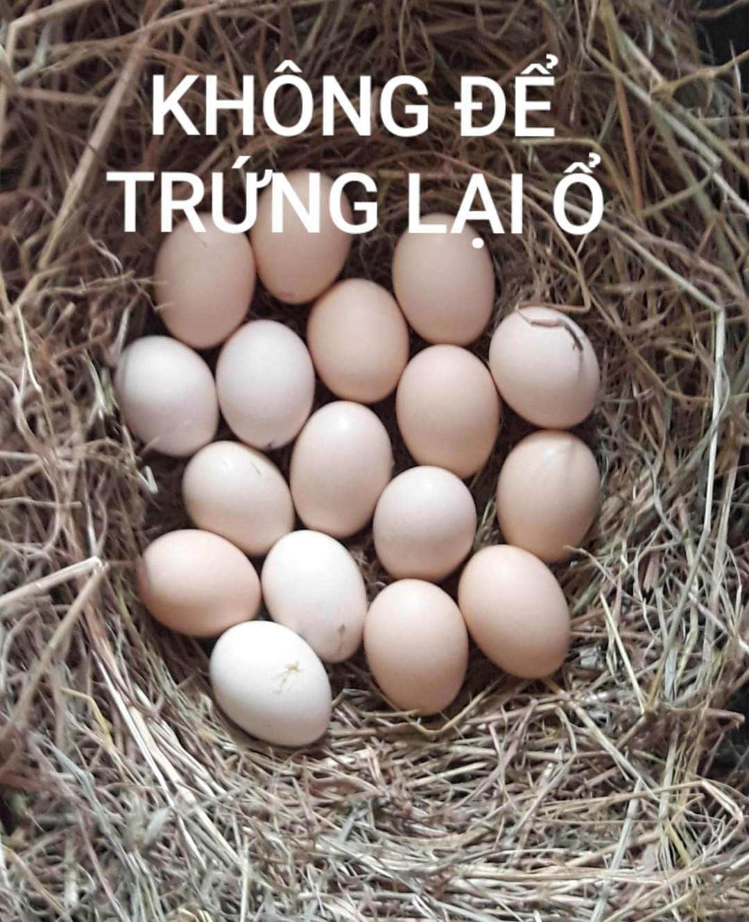 Không để trứng nhiều trong ổ vì gà đạp bể